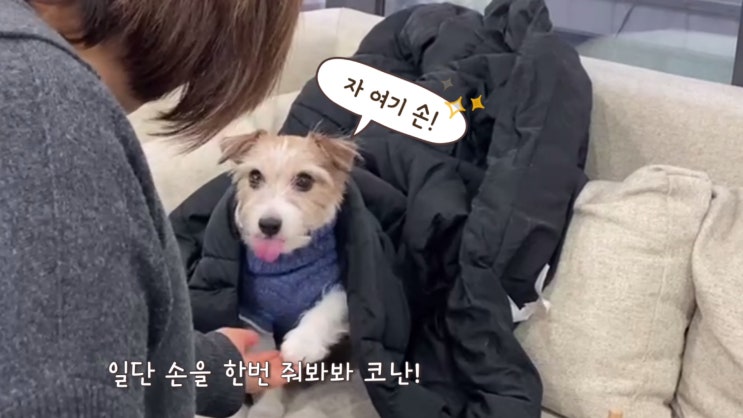  아는 이모 사무실에 놀러간 강아지, 코난