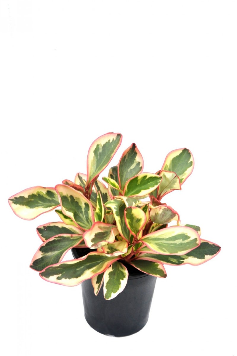 플랜테리어의 시작, 공기정화식물 페페로미아 키우기! (feat. 필레아페페 렉스베고니아 구분) : 네이버 블로그