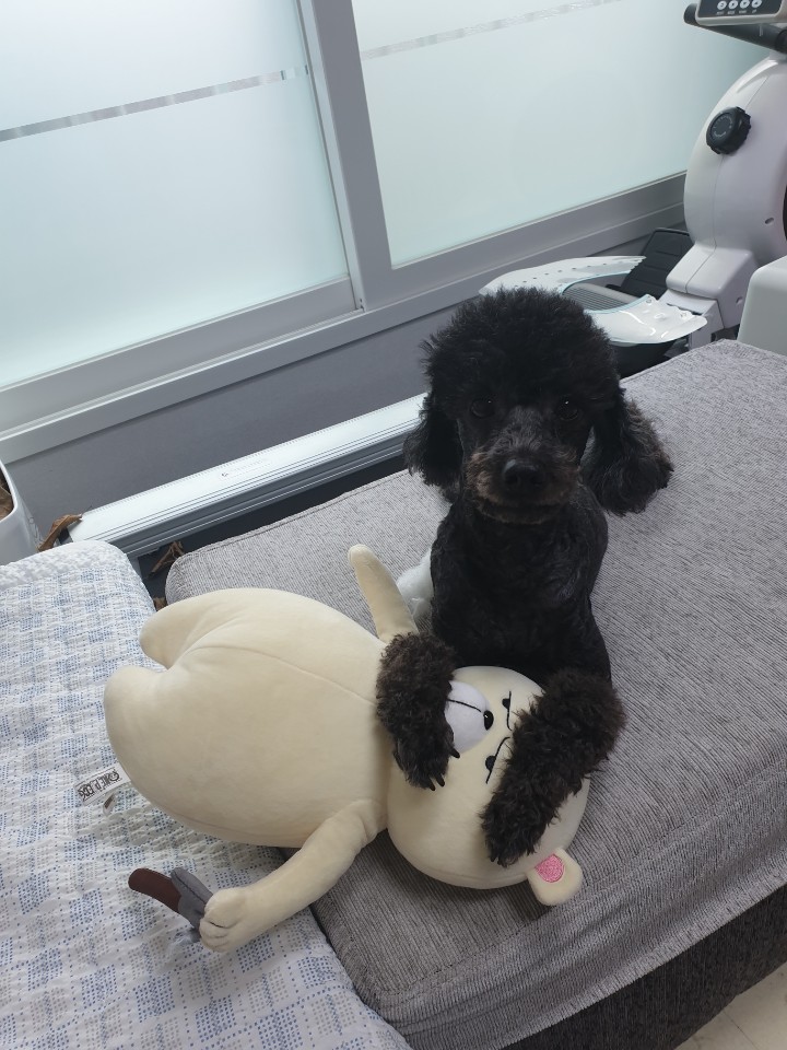 반려동물 필수앱 아지냥이-강아지, 고양이 행복하게 키우기!!
