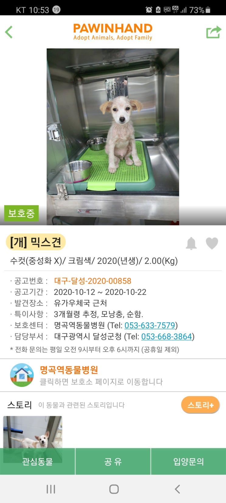  대구 유기견 입양기 - 라떼 이야기