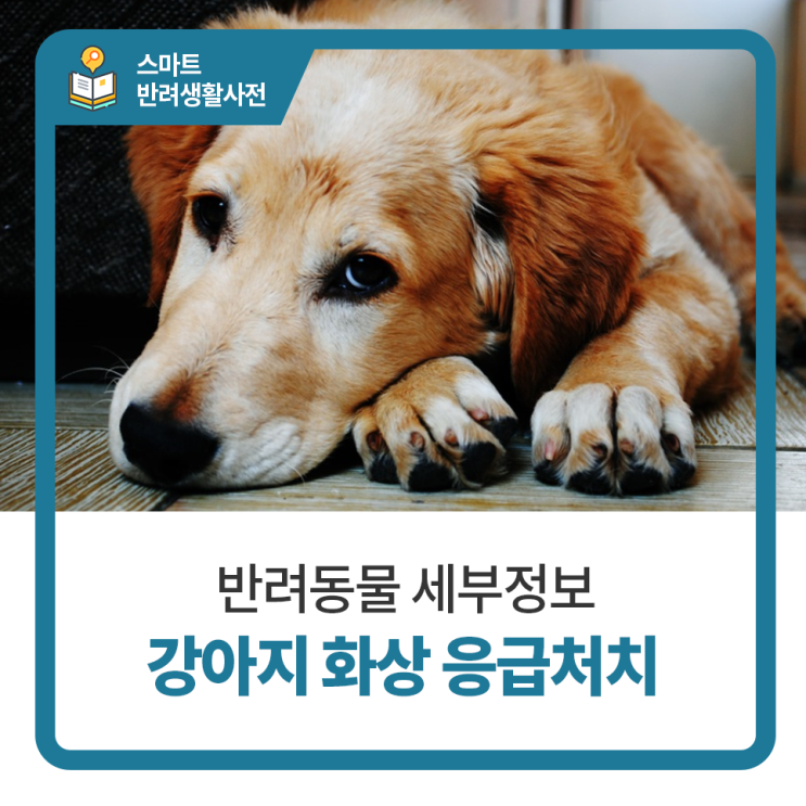  강아지 화상에 대해 알아보기 일산 24시 탑케어동물의료원
