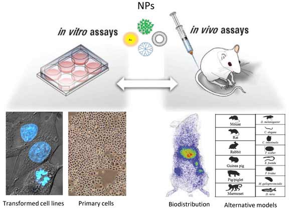  In vivo, In vitro