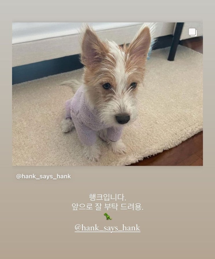  블랙핑크 로제 댕댕이 행크