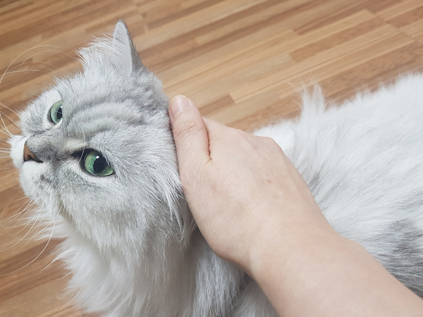  고양이 쓰다듬기를 하면 나타나는 효과