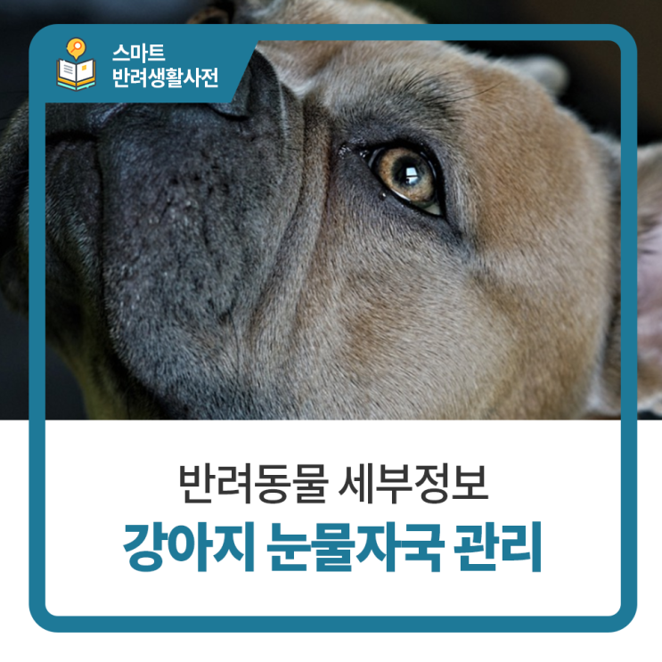 원흥 24시 동물병원 탑케어동물의료원 :: 강아지 눈물자국 관리하기