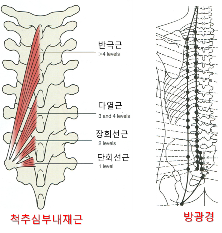 요통, 허리 디스크 치료에서 척추내재근과 방광경이 중요한 이유 - 가로세로 한의원 일산점