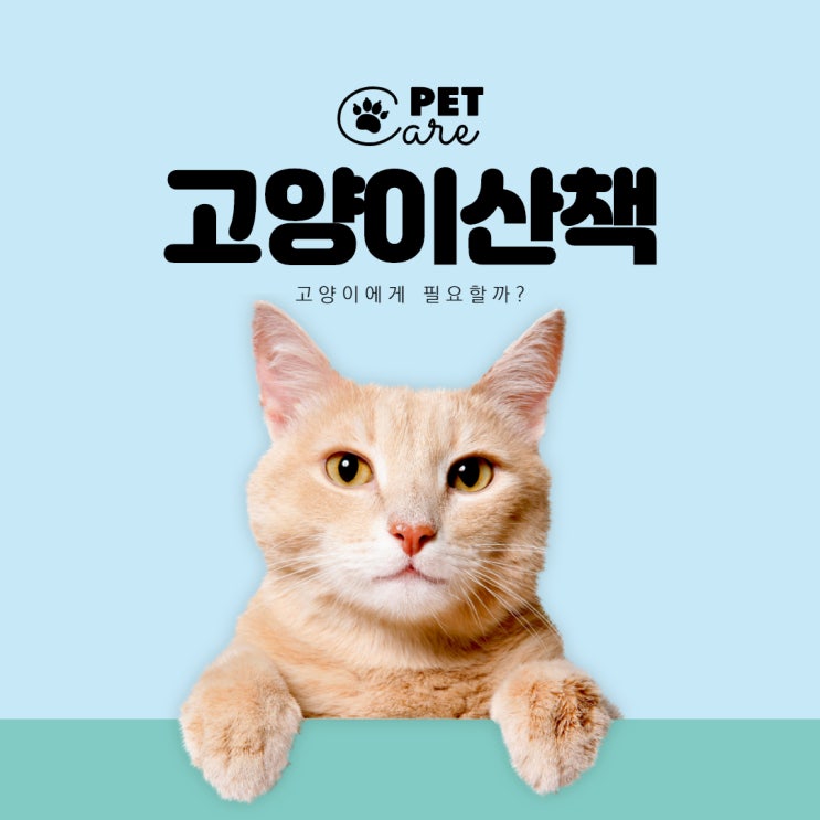  고양이산책 고양이에게 필요할까?