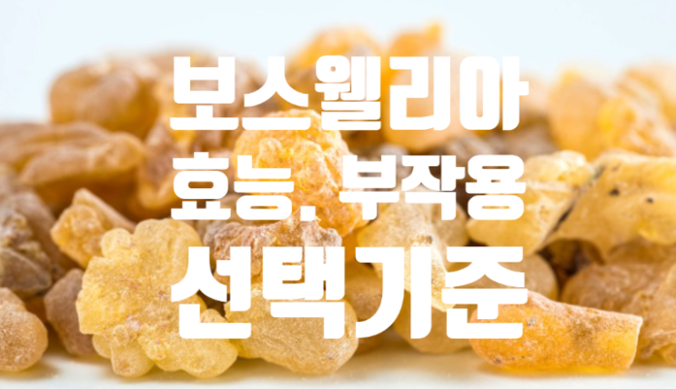  관절 통증에 좋은 보스웰리아 효능 부작용 알고 먹어요. (ft. 선택 기준)