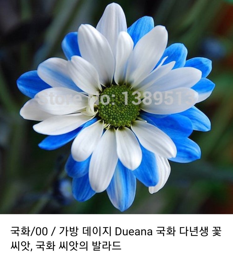  2020년 12월 16일: 이런 꽃이 있기는 한 건가요? 가방 데이지(Bag Daisy)