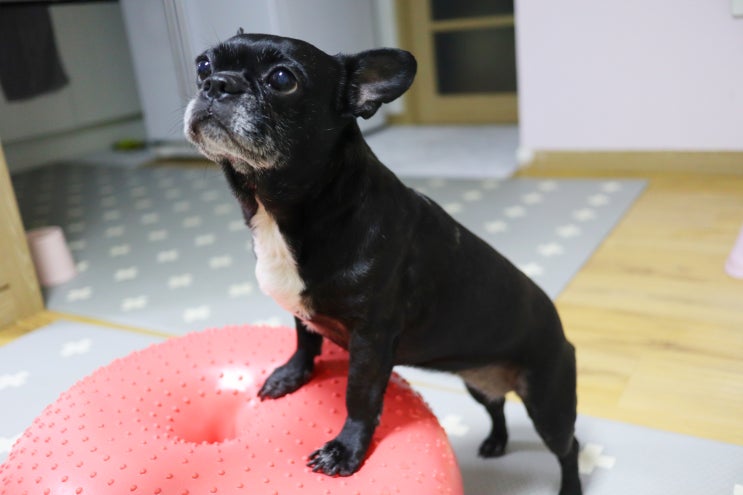  강아지짐볼로 코어근육 강화하기