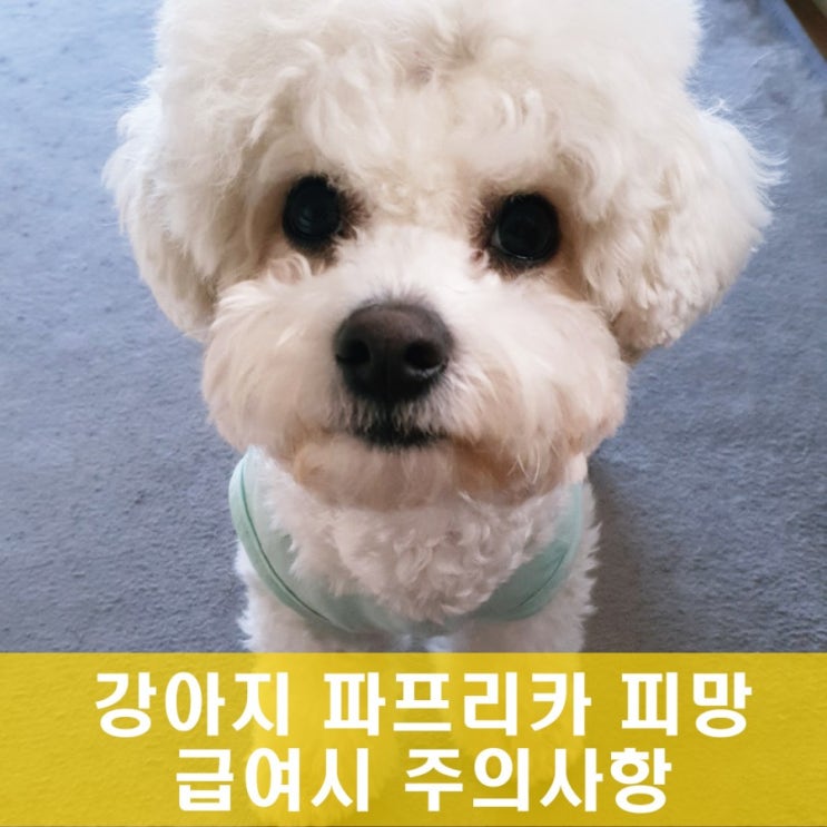강아지 파프리카랑 피망 어떤 색을 줘야할까? 강아지 파프리카랑 피망 어떤 색을 줘야할까?