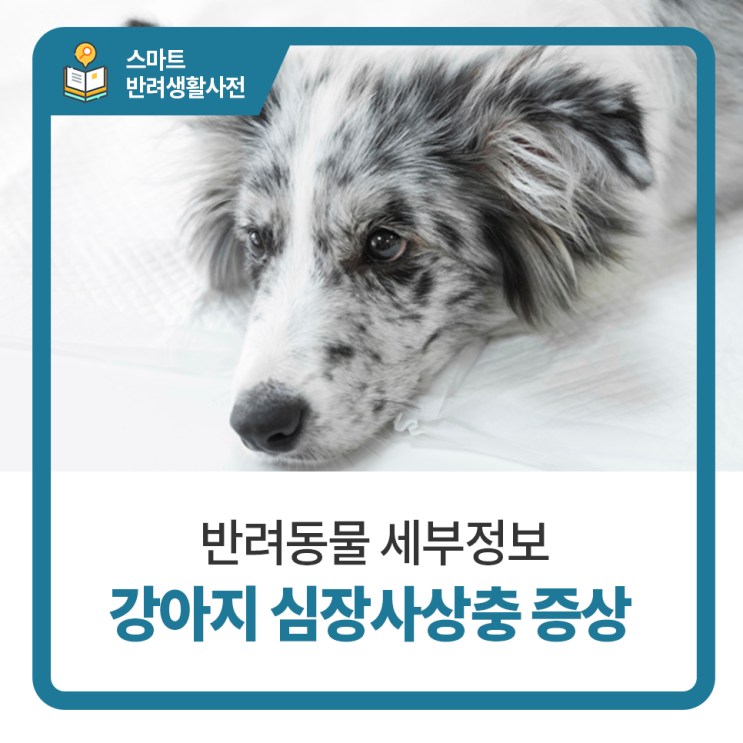  심장사상충 증상 알아보기 :: 일산 24시 동물병원 탑케어동물의료원