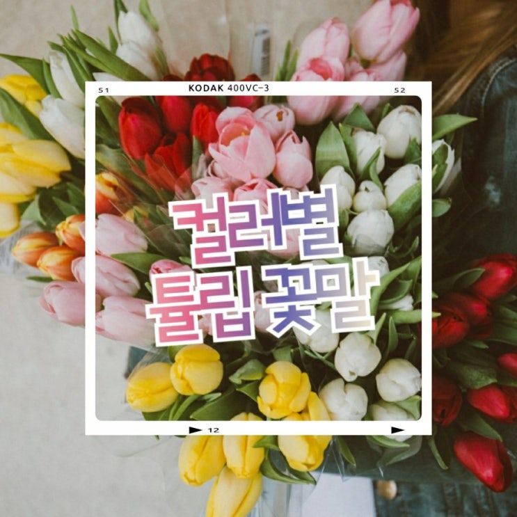  튤립 꽃말 색깔별로 다른 꽃말 정리