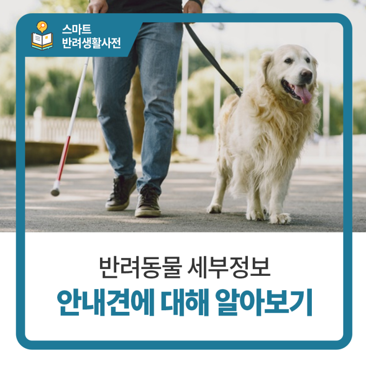 시각장애인 안내견에 대해 알아보기 강아지,고양이 동물병원 탑케어동물의료원