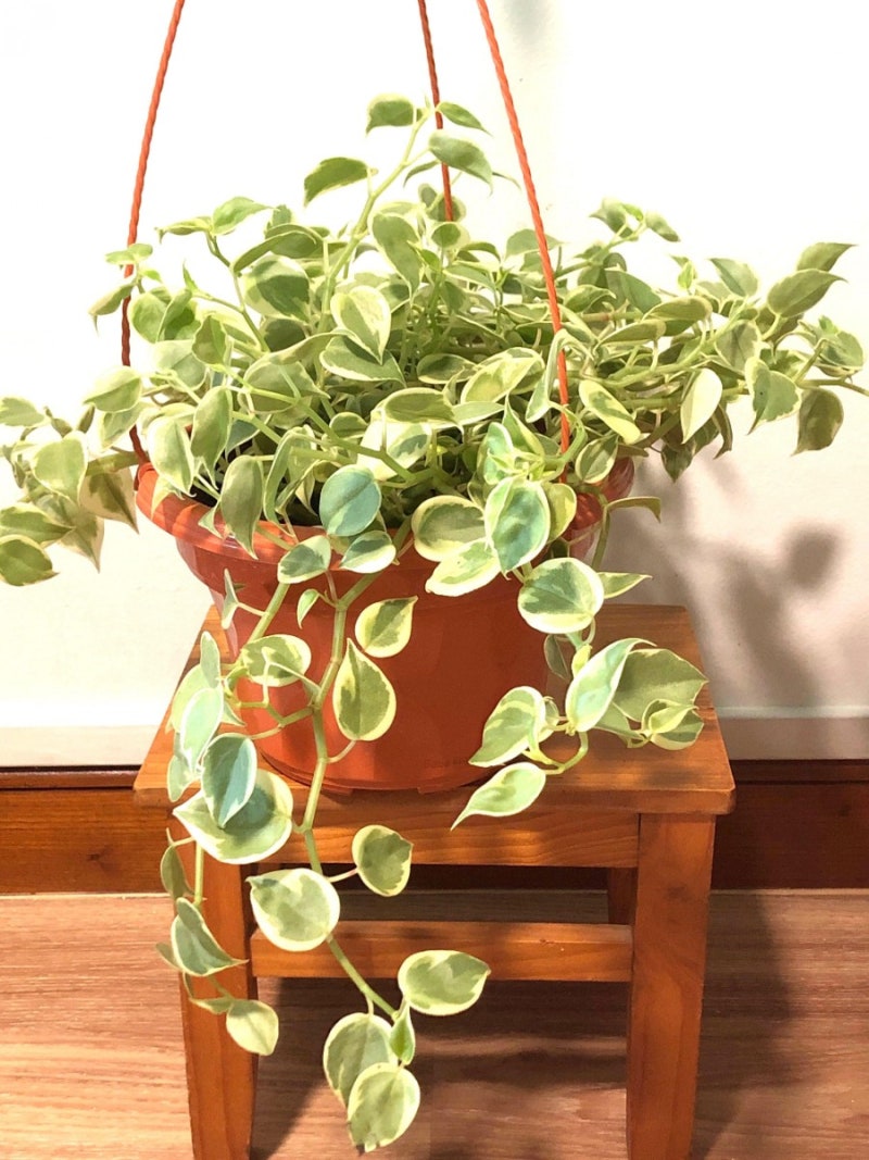 플랜테리어의 시작, 공기정화식물 페페로미아 키우기! (feat. 필레아페페 렉스베고니아 구분) : 네이버 블로그