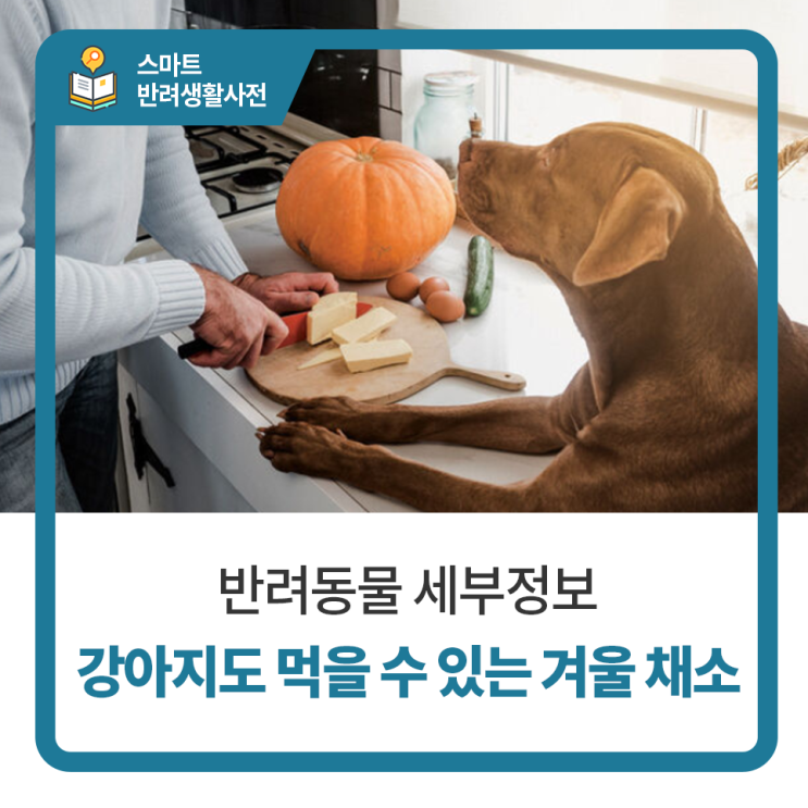 백석 24시 동물병원 탑케어동물의료원 :: 강아지도 함께 먹을 수 있는 겨울 채소