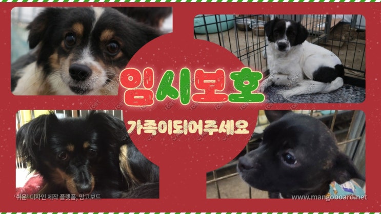 벽강보호소의 겨울은 너무 추워요. 임시보호로 아이들을 살려주세요. 임보는 사랑입니다. 벽강보호소의 겨울은 너무 추워요. 임시보호로 아이들을 살려주세요. 임보는 사랑입니다.