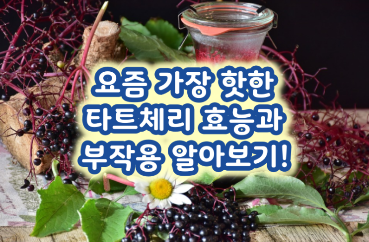  요즘 가장 핫한 타트체리 효능과 부작용 알아보기!