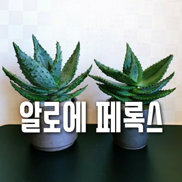  알로에 페록스 키우기
