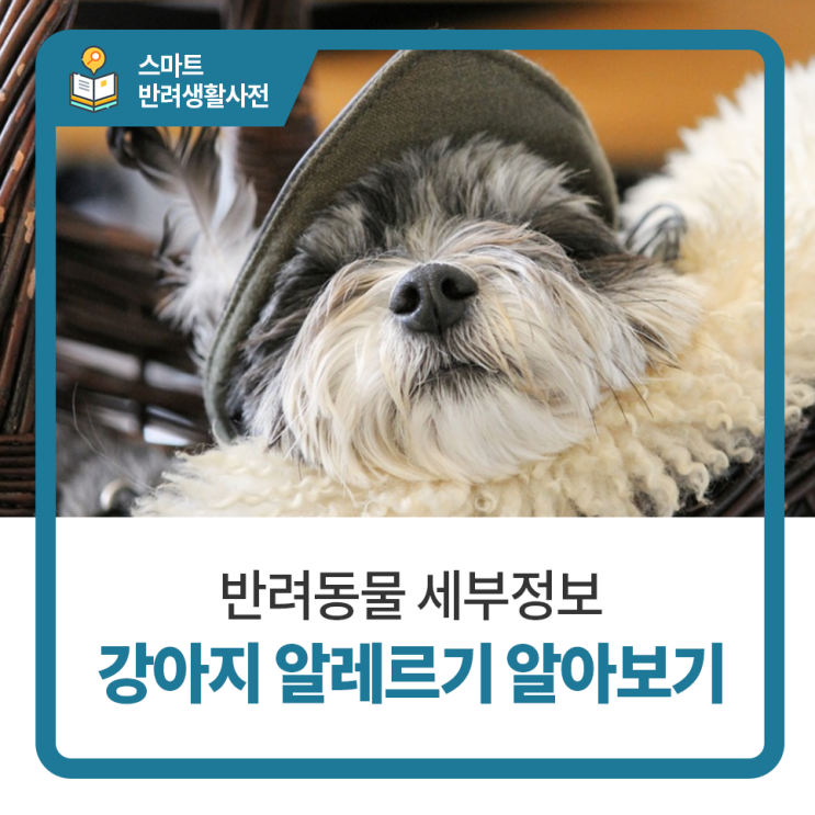  일산24시동물병원 탑케어동물의료원, 강아지 알레르기 알아봐요