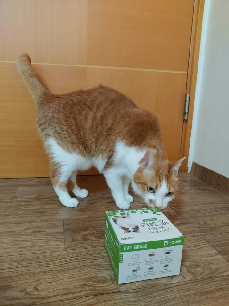  캣닢화분으로 고양이 스트레스를 줄여줍시다.