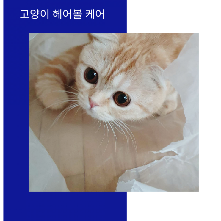  헤어볼 케어-닥터 바이 고양이 영양제를 먹여요.