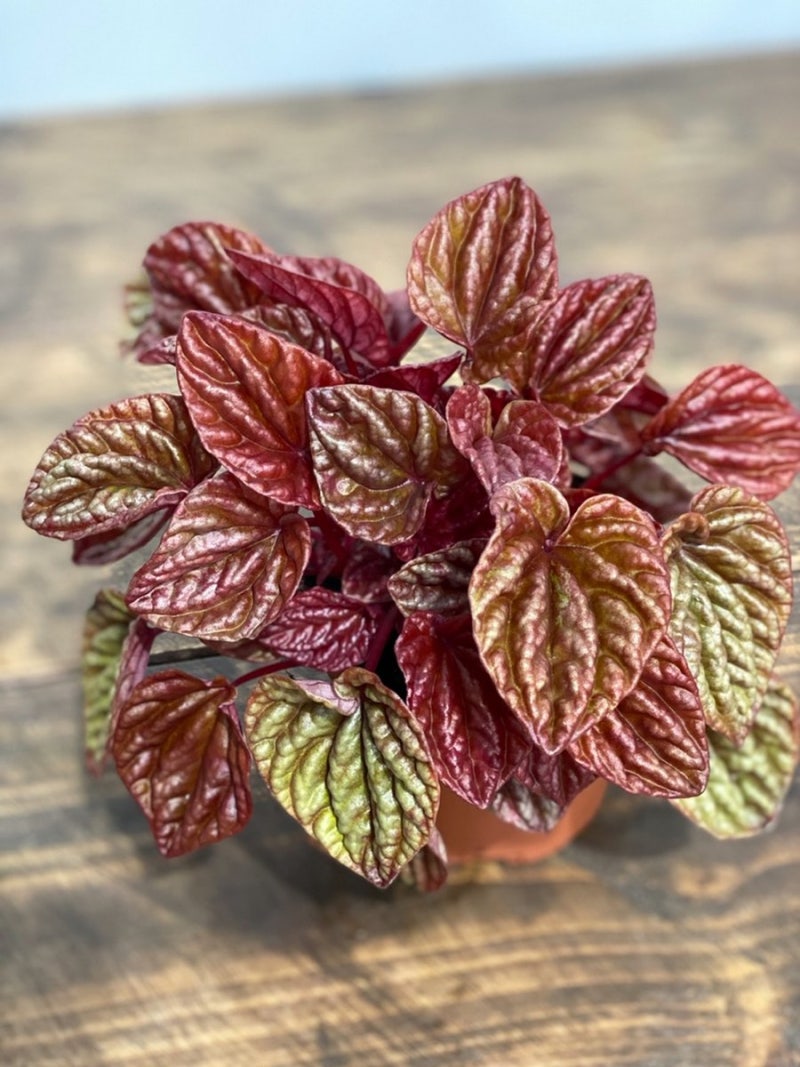 플랜테리어의 시작, 공기정화식물 페페로미아 키우기! (feat. 필레아페페 렉스베고니아 구분) : 네이버 블로그