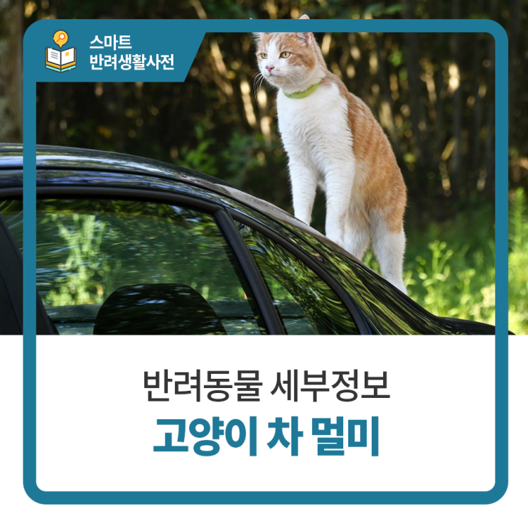  고양이 차멀미 안하게 도와주는 방법 : 고양이 동물병원 탑케어동물의료원