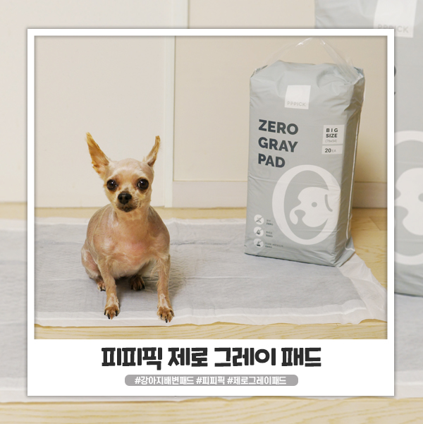 강아지배변패드 추천 피피픽 제로그레이패드 흡수력 좋아요 강아지배변패드 추천 피피픽 제로그레이패드 흡수력 좋아요