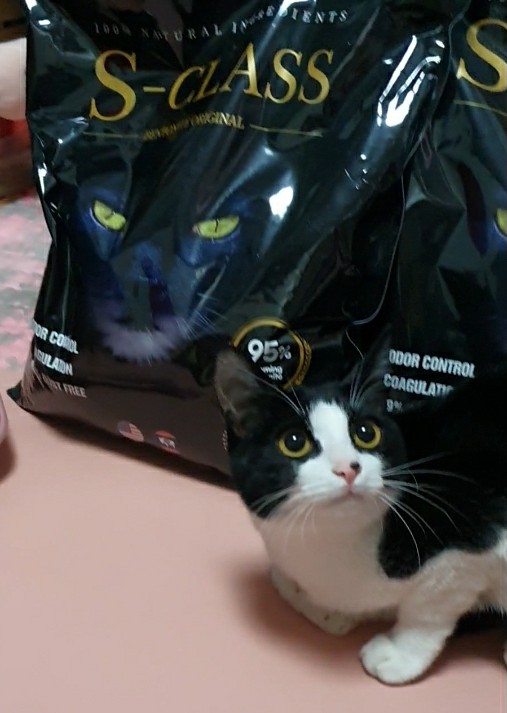 카디날 코리아 S-CLASS 모래 후기 - 고양이 모래 추천 카디날 코리아 S-CLASS 모래 후기 - 고양이 모래 추천