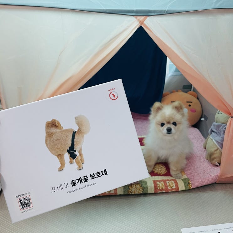  [강아지슬개골보호대] 포메라니안 슬개골 탈구 포베오 후기