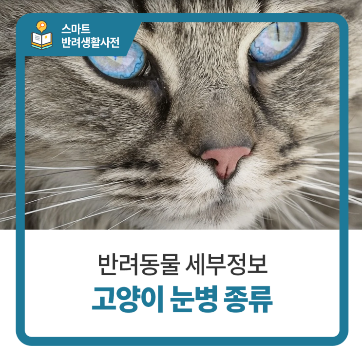 고양이 눈병 종류 알아보기, 고양이 전문병원 탑케어동물의료원