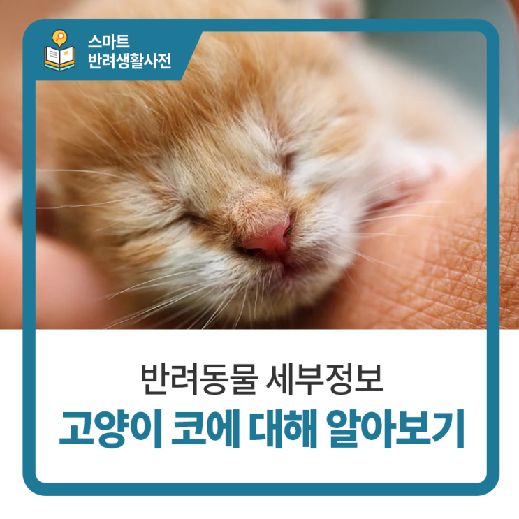  일산 고양이 병원 탑케어동물의료원 : 고양이 코에 대해 알아보기
