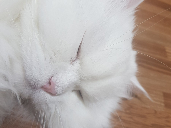  고양이 수면시간 중 잠꼬대를 하기도 해요.