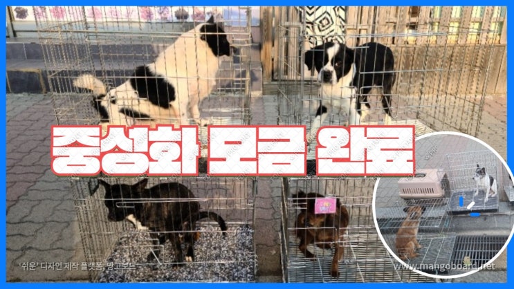 벽강보호소 중성화 수술 비용 마련 후원 마감합니다. 어려운 시기에 도와주셔서 감사합니다. 벽강보호소 중성화 수술 비용 마련 후원 마감합니다. 어려운 시기에 도와주셔서 감사합니다.