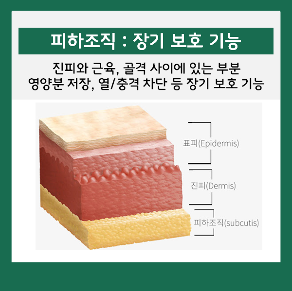 피부의 구조와 기능 (표피/진피/피하조직) : 네이버 블로그