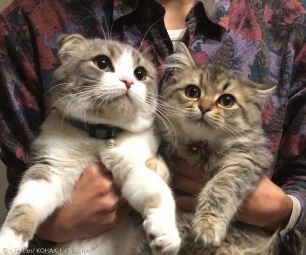  옷장에 가둔 집사에게 눈빛 레이저 쏜 고양이..`내 발에 죽고 싶냥?`