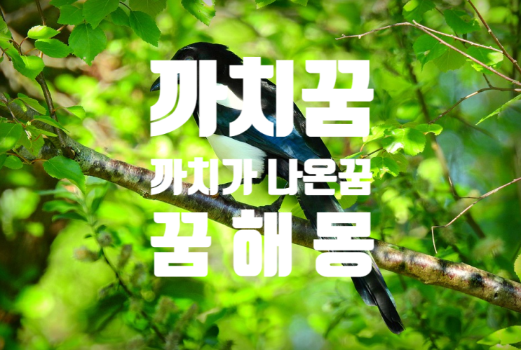  까치가 나온 꿈 / 꿈해몽
