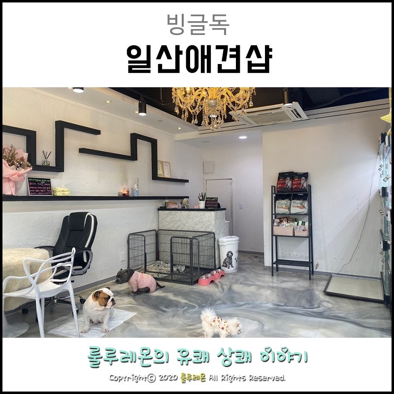 일산애견샵 유아펫