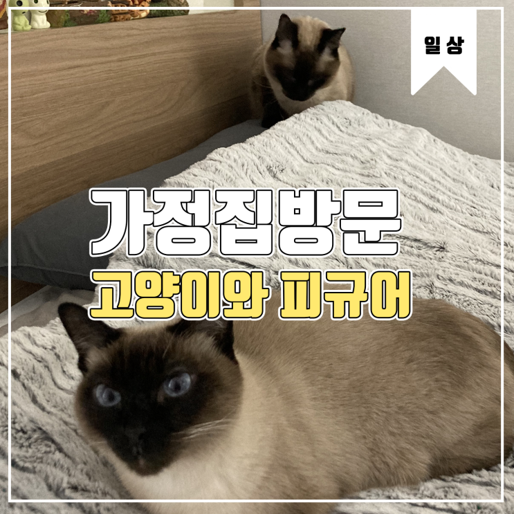  [일상] 가정집 방문기 Feat.고양이와 피규어
