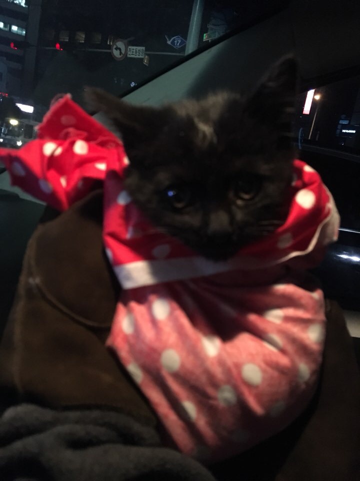  추운 겨울 길고양이 구조해서 분양 보내기.