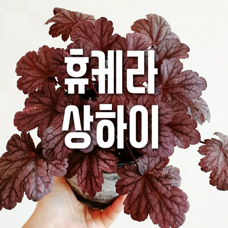  휴케라 상하이 분갈이
