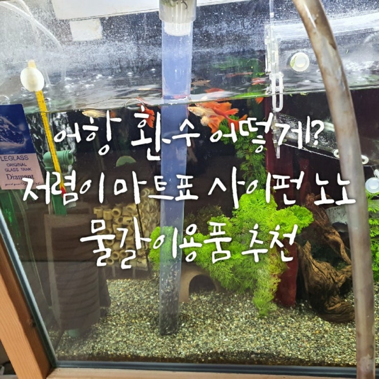 구피 어항 물갈이 환수 주기, 방법(feat. 수이사쿠사이펀)