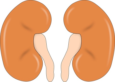  신장에 도움이 되는 기체조,호흡,명상