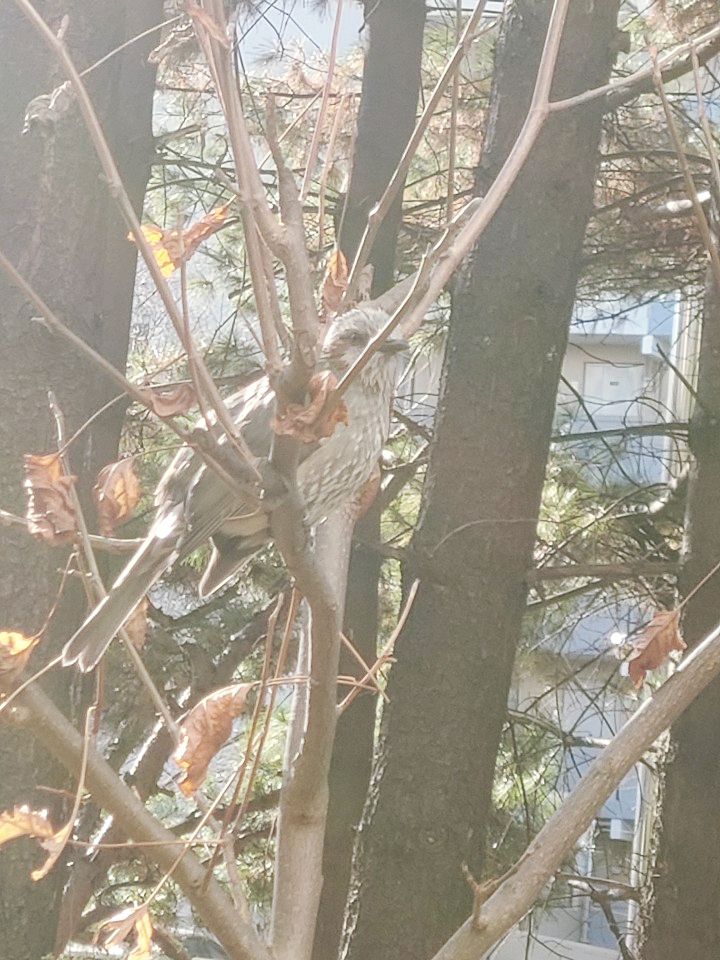  깡패 같은 산 새 ......