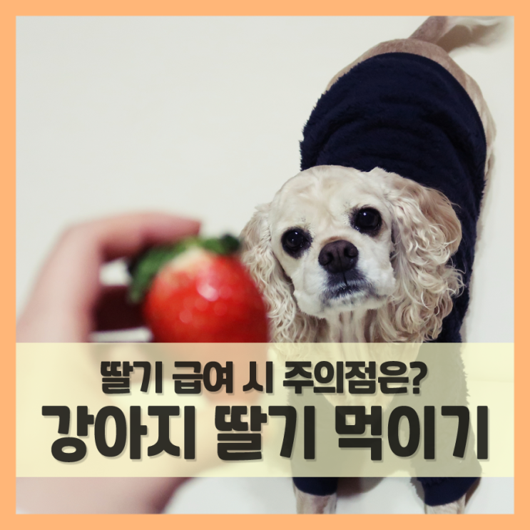  강아지 딸기 먹어도 되나요? 급여 방법과 주의사항 (f. 딸기잼)