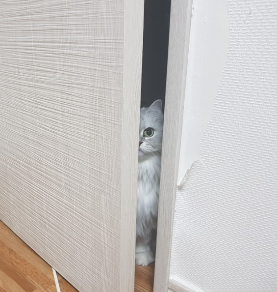  고양이 당뇨가 생겼을 때 나타나는 몸의 신호