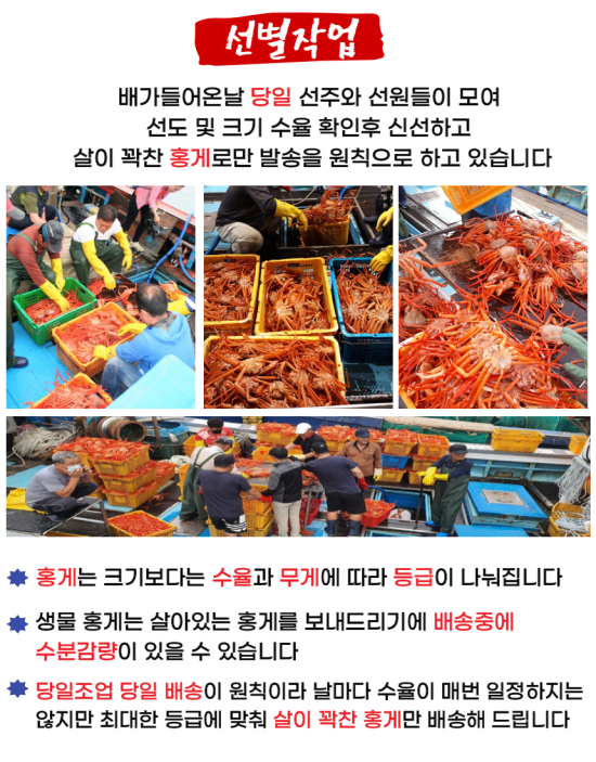  [홍게] 당일조업 당일발송 - 살이꽉찬 홍게로만 발송원칙