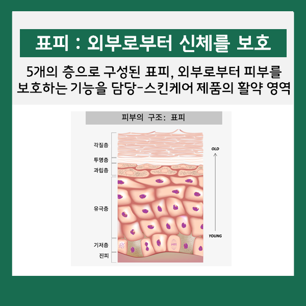 피부의 구조와 기능 (표피/진피/피하조직) : 네이버 블로그
