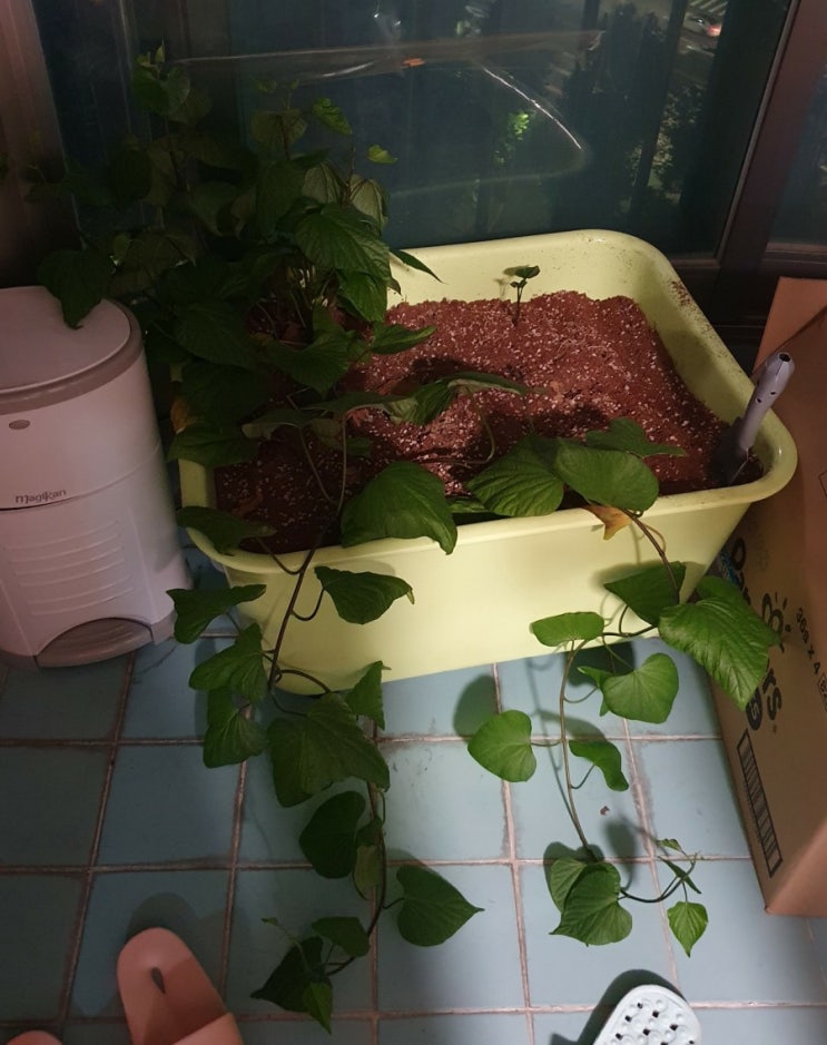  텃밭 드림 완료